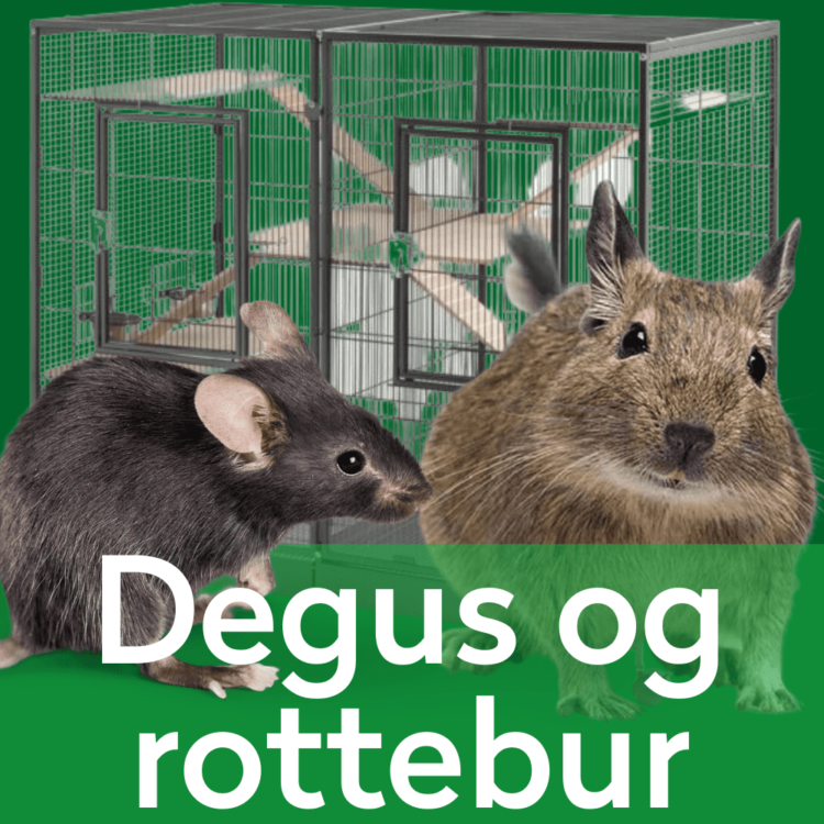 Degus- og rottebur