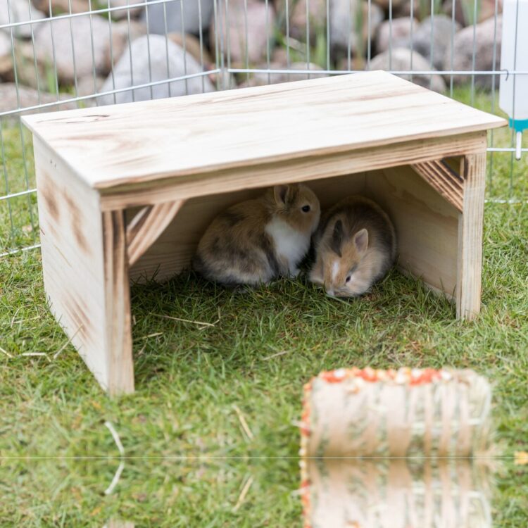 Hus til kanin-marsvin