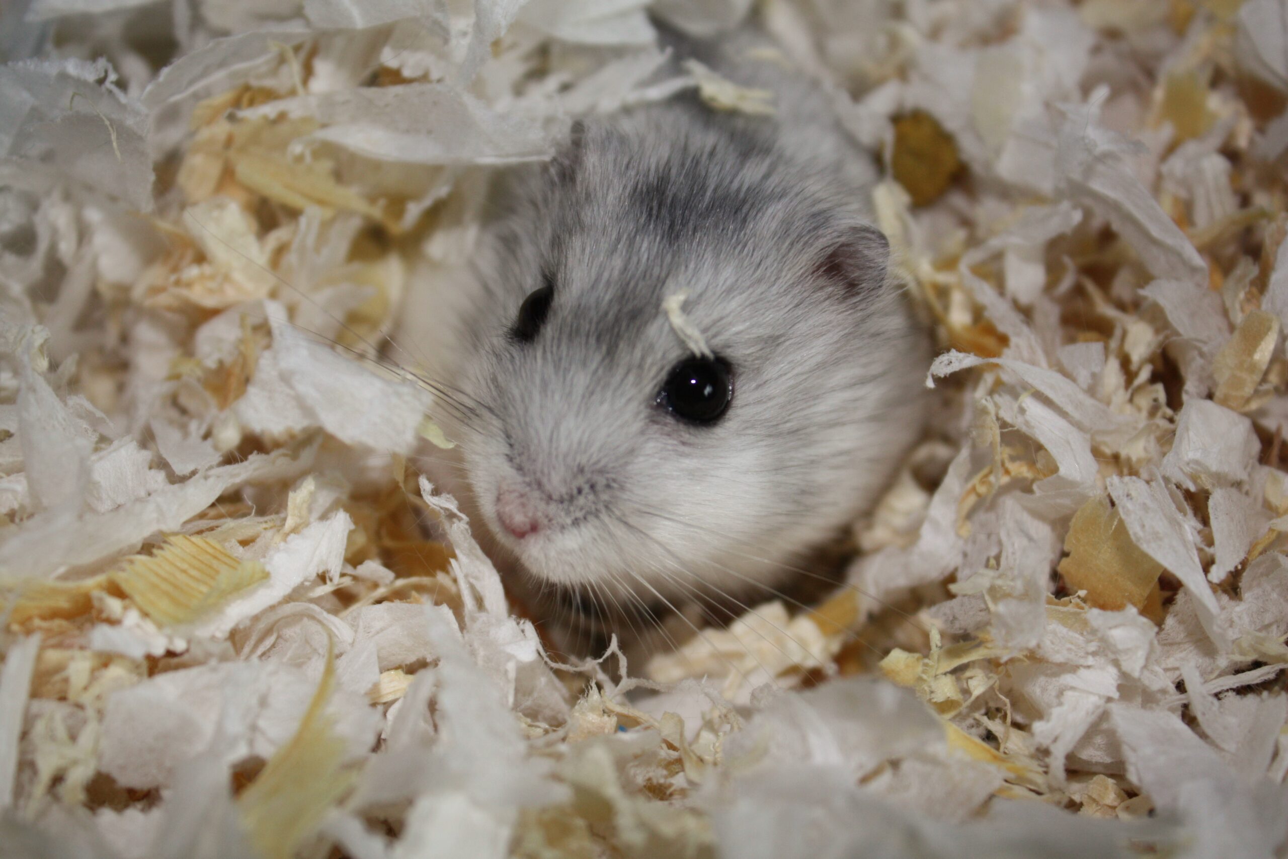 Bunnstrø til hamster