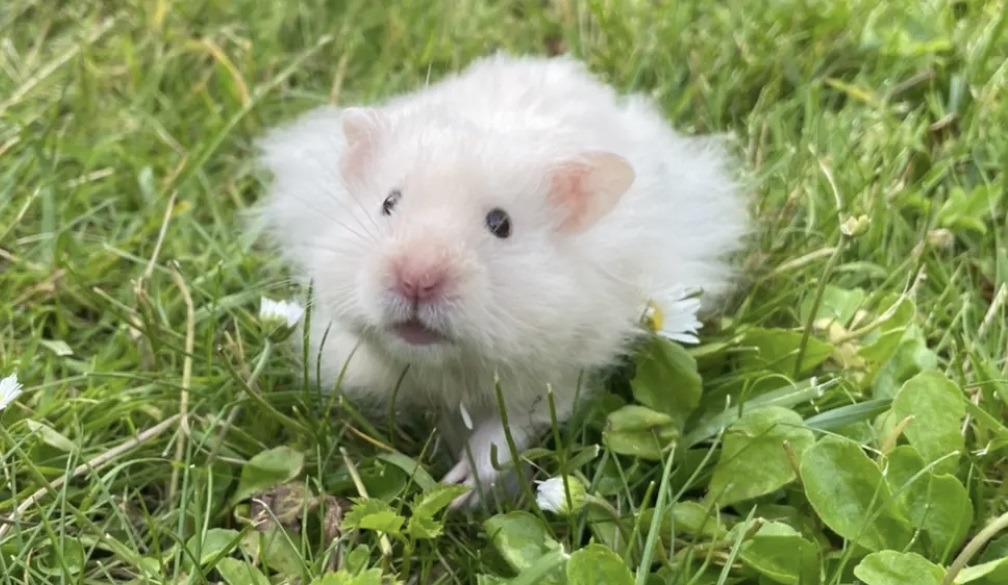 Hva du trenger til en hamster