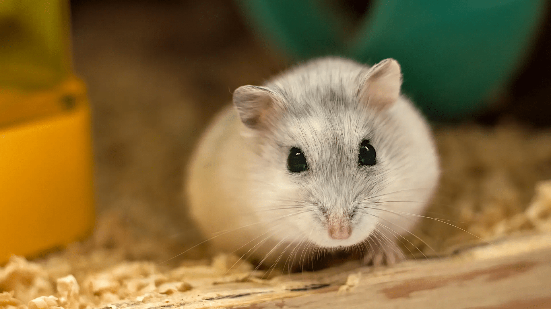 Hva du trenger til en hamster